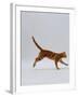 Domestic Cat, Red Tabby Kitten Running Profile-Jane Burton-Framed Photographic Print