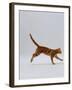 Domestic Cat, Red Tabby Kitten Running Profile-Jane Burton-Framed Photographic Print