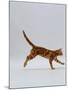 Domestic Cat, Red Tabby Kitten Running Profile-Jane Burton-Mounted Photographic Print