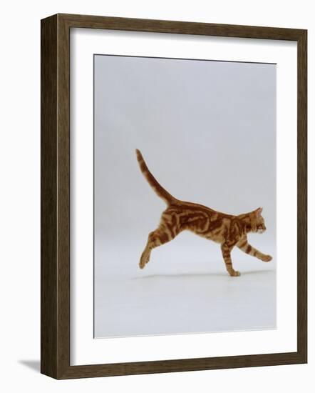 Domestic Cat, Red Tabby Kitten Running Profile-Jane Burton-Framed Photographic Print