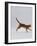 Domestic Cat, Red Tabby Kitten Running Profile-Jane Burton-Framed Photographic Print