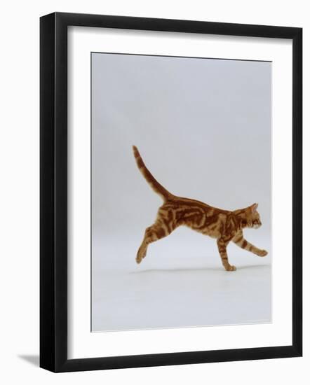 Domestic Cat, Red Tabby Kitten Running Profile-Jane Burton-Framed Photographic Print
