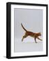 Domestic Cat, Red Tabby Kitten Running Profile-Jane Burton-Framed Photographic Print