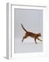 Domestic Cat, Red Tabby Kitten Running Profile-Jane Burton-Framed Photographic Print