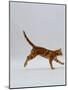 Domestic Cat, Red Tabby Kitten Running Profile-Jane Burton-Mounted Photographic Print