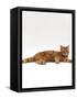 Domestic Cat, Red Tabby Male Lying Down-Jane Burton-Framed Stretched Canvas