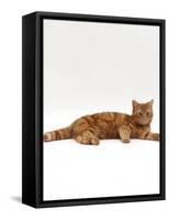 Domestic Cat, Red Tabby Male Lying Down-Jane Burton-Framed Stretched Canvas