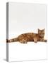 Domestic Cat, Red Tabby Male Lying Down-Jane Burton-Stretched Canvas