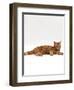 Domestic Cat, Red Tabby Male Lying Down-Jane Burton-Framed Premium Photographic Print