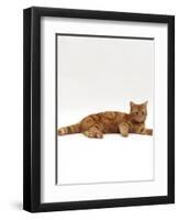 Domestic Cat, Red Tabby Male Lying Down-Jane Burton-Framed Premium Photographic Print