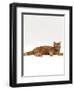 Domestic Cat, Red Tabby Male Lying Down-Jane Burton-Framed Premium Photographic Print