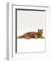 Domestic Cat, Red Tabby Male Lying Down-Jane Burton-Framed Premium Photographic Print