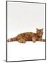 Domestic Cat, Red Tabby Male Lying Down-Jane Burton-Mounted Premium Photographic Print