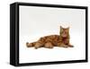 Domestic Cat, Red Tabby Male Lying Down-Jane Burton-Framed Stretched Canvas