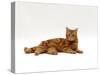 Domestic Cat, Red Tabby Male Lying Down-Jane Burton-Stretched Canvas