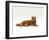 Domestic Cat, Red Tabby Male Lying Down-Jane Burton-Framed Photographic Print