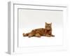 Domestic Cat, Red Tabby Male Lying Down-Jane Burton-Framed Photographic Print