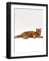 Domestic Cat, Red Tabby Male Lying Down-Jane Burton-Framed Photographic Print