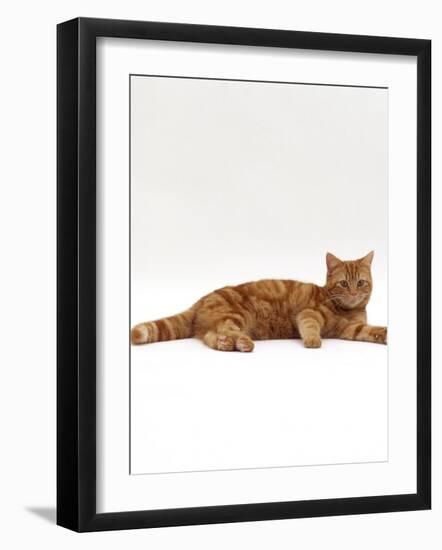 Domestic Cat, Red Tabby Male Lying Down-Jane Burton-Framed Photographic Print