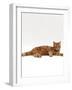 Domestic Cat, Red Tabby Male Lying Down-Jane Burton-Framed Photographic Print