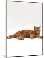 Domestic Cat, Red Tabby Male Lying Down-Jane Burton-Mounted Photographic Print