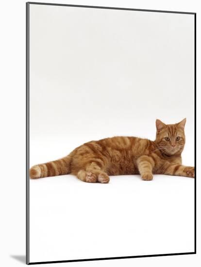 Domestic Cat, Red Tabby Male Lying Down-Jane Burton-Mounted Photographic Print