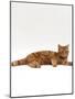 Domestic Cat, Red Tabby Male Lying Down-Jane Burton-Mounted Photographic Print