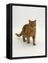 Domestic Cat, Red Tabby Male-Jane Burton-Framed Stretched Canvas