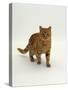 Domestic Cat, Red Tabby Male-Jane Burton-Stretched Canvas