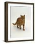 Domestic Cat, Red Tabby Male-Jane Burton-Framed Photographic Print