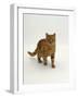 Domestic Cat, Red Tabby Male-Jane Burton-Framed Photographic Print