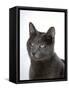 Domestic Cat, Russian Blue Female-Jane Burton-Framed Stretched Canvas