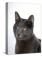 Domestic Cat, Russian Blue Female-Jane Burton-Stretched Canvas