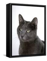 Domestic Cat, Russian Blue Female-Jane Burton-Framed Stretched Canvas