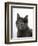 Domestic Cat, Russian Blue Female-Jane Burton-Framed Premium Photographic Print