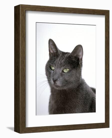 Domestic Cat, Russian Blue Female-Jane Burton-Framed Premium Photographic Print