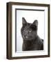 Domestic Cat, Russian Blue Female-Jane Burton-Framed Premium Photographic Print