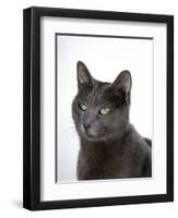 Domestic Cat, Russian Blue Female-Jane Burton-Framed Premium Photographic Print