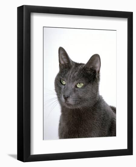 Domestic Cat, Russian Blue Female-Jane Burton-Framed Premium Photographic Print