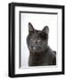 Domestic Cat, Russian Blue Female-Jane Burton-Framed Premium Photographic Print