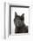 Domestic Cat, Russian Blue Female-Jane Burton-Framed Premium Photographic Print