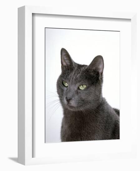 Domestic Cat, Russian Blue Female-Jane Burton-Framed Premium Photographic Print