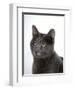 Domestic Cat, Russian Blue Female-Jane Burton-Framed Premium Photographic Print