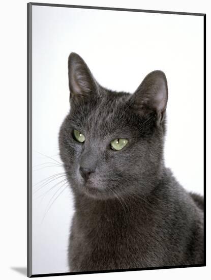 Domestic Cat, Russian Blue Female-Jane Burton-Mounted Premium Photographic Print