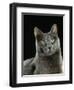 Domestic Cat, Russian Blue Female-Jane Burton-Framed Premium Photographic Print