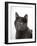 Domestic Cat, Russian Blue Female-Jane Burton-Framed Photographic Print