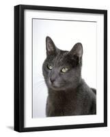 Domestic Cat, Russian Blue Female-Jane Burton-Framed Photographic Print