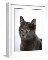 Domestic Cat, Russian Blue Female-Jane Burton-Framed Photographic Print