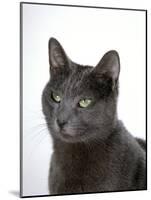 Domestic Cat, Russian Blue Female-Jane Burton-Mounted Photographic Print