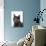 Domestic Cat, Russian Blue Female-Jane Burton-Photographic Print displayed on a wall